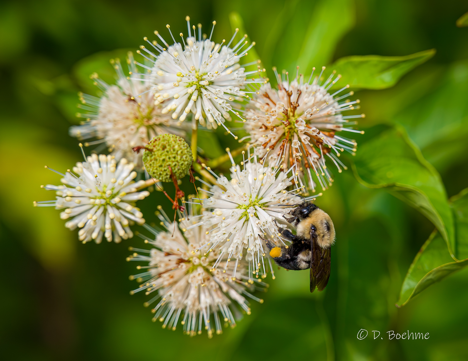 _dab1559-denoiseai-low-light-jpg.393933