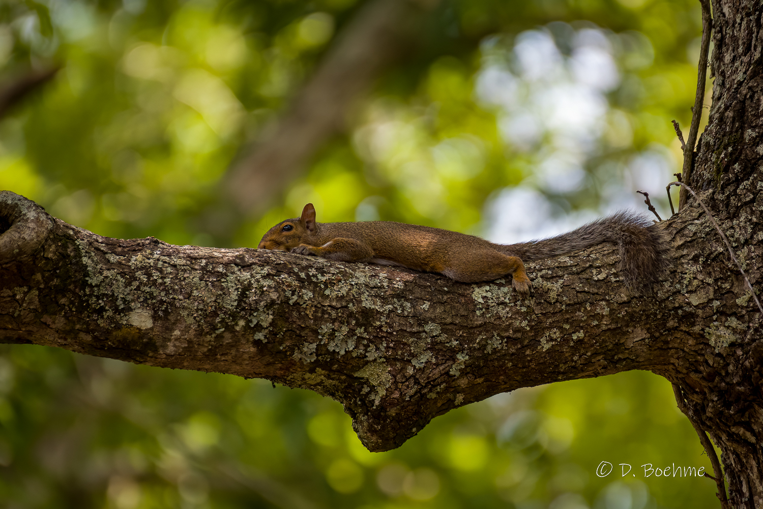 _DAB1652-DeNoiseAI-low-light.jpg