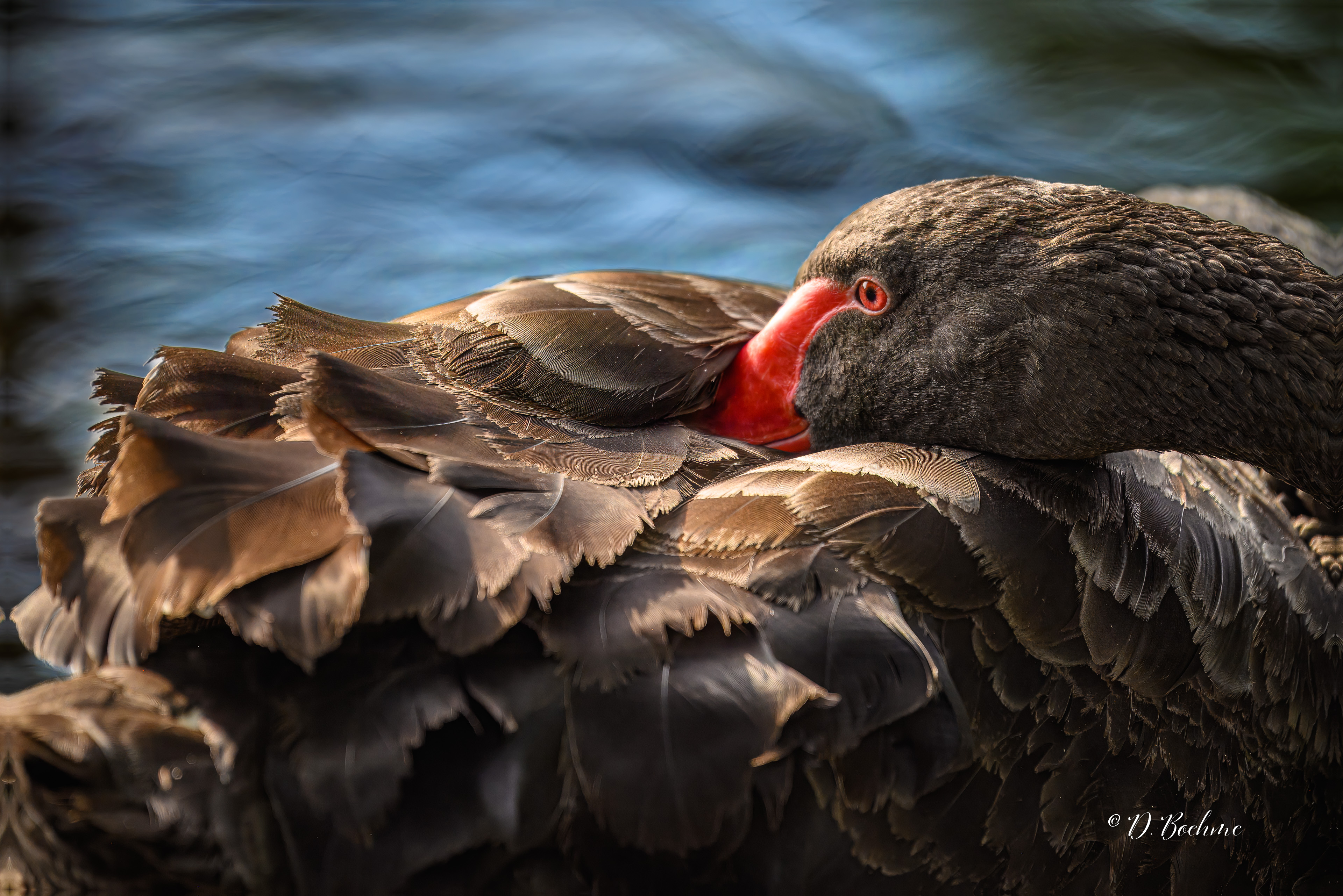 _DAB1654-topaz-denoiseraw-sharpen.jpg