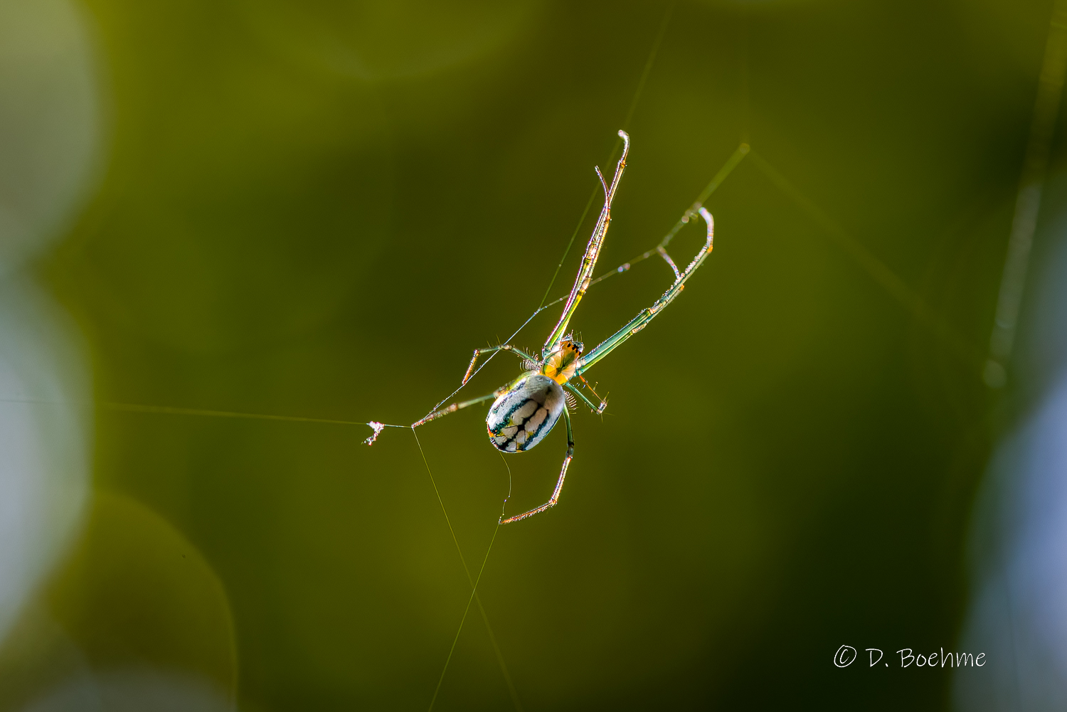_DAB1673-DeNoiseAI-low-light.jpg