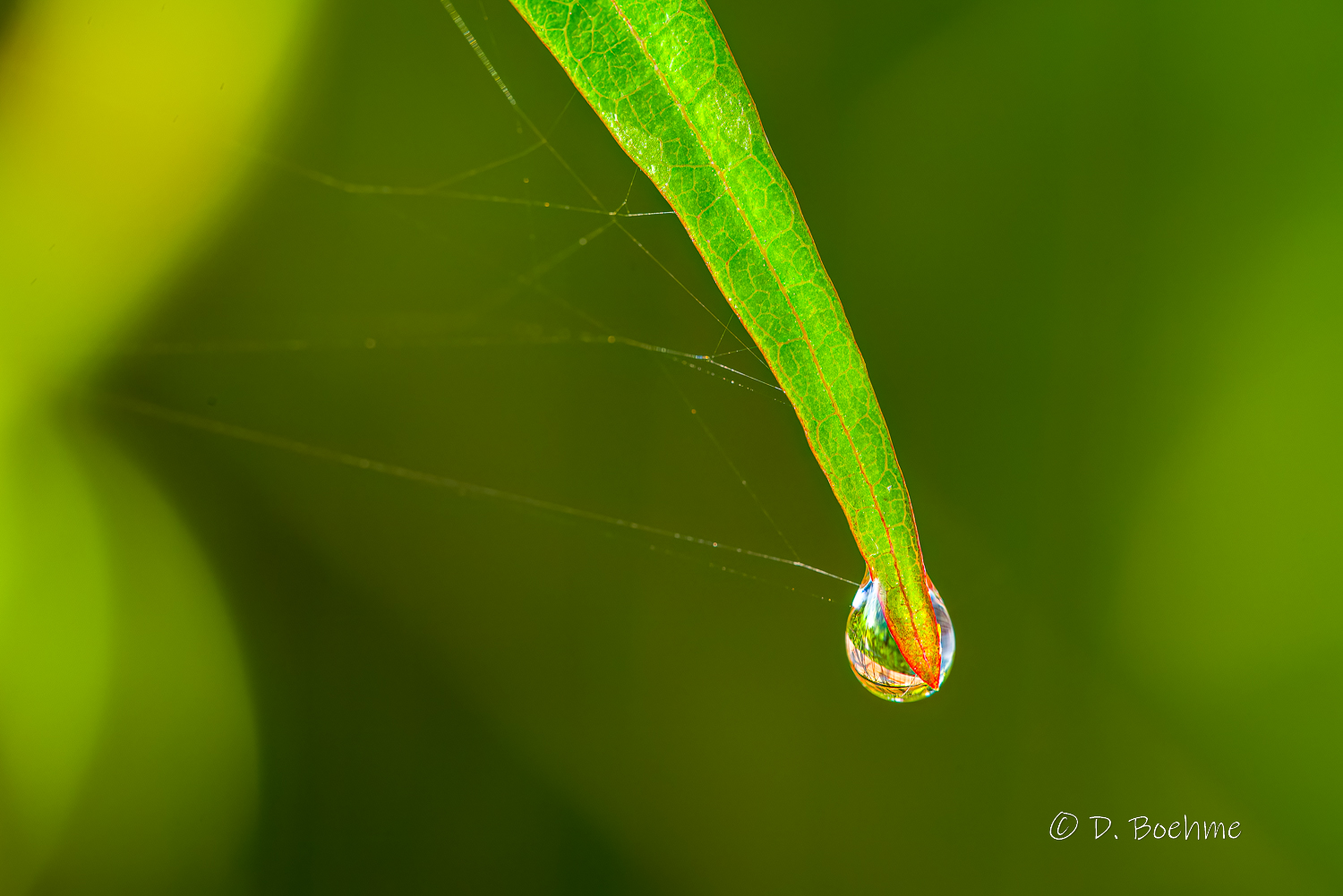 _DAB1714-DeNoiseAI-low-light-2.jpg