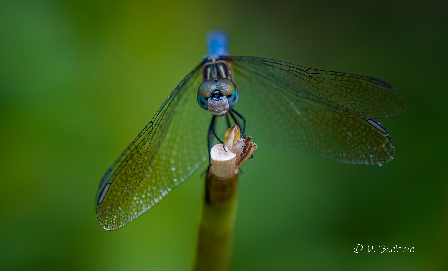 _DAB2126-DeNoiseAI-low-light.jpg