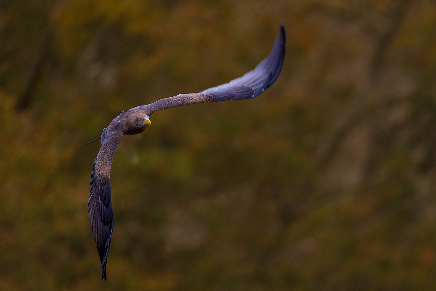 _DAB3304-5.jpg