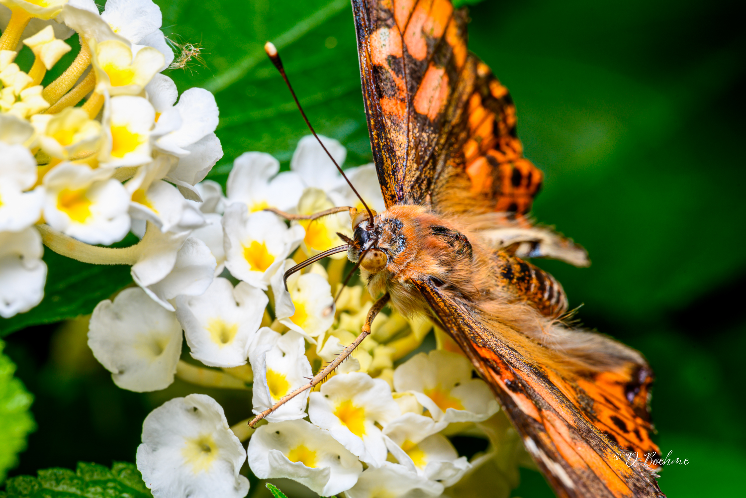 _dab4572-topaz-sharpen-jpg.396231