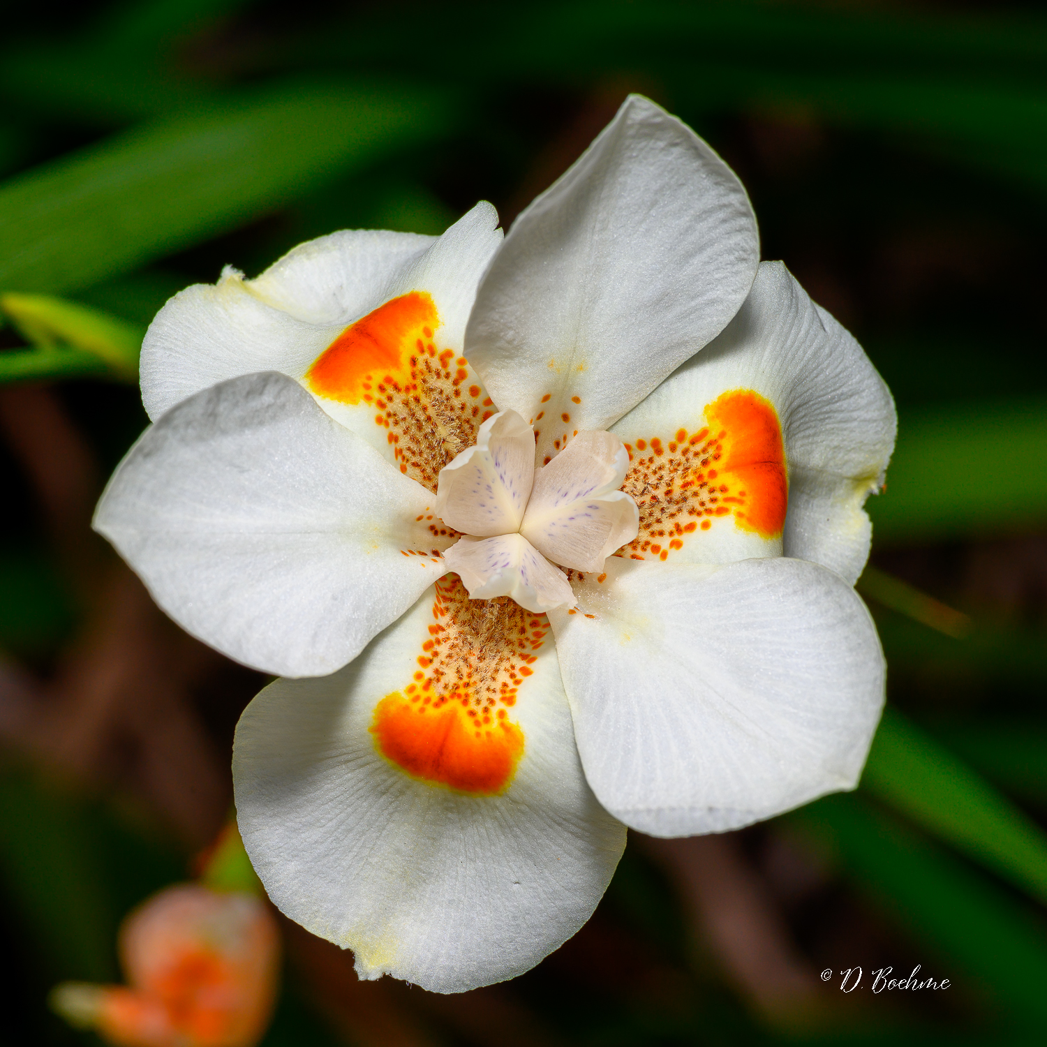 _DAB4579-topaz-sharpen-2.jpg