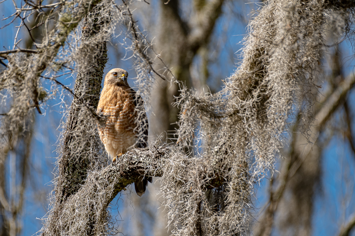 _DAB4968-2.jpg _DAB4968-2.jpg