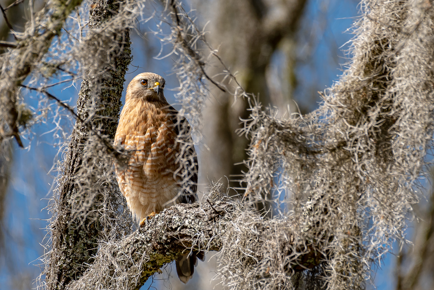 _DAB4968-4.jpg _DAB4968-4.jpg