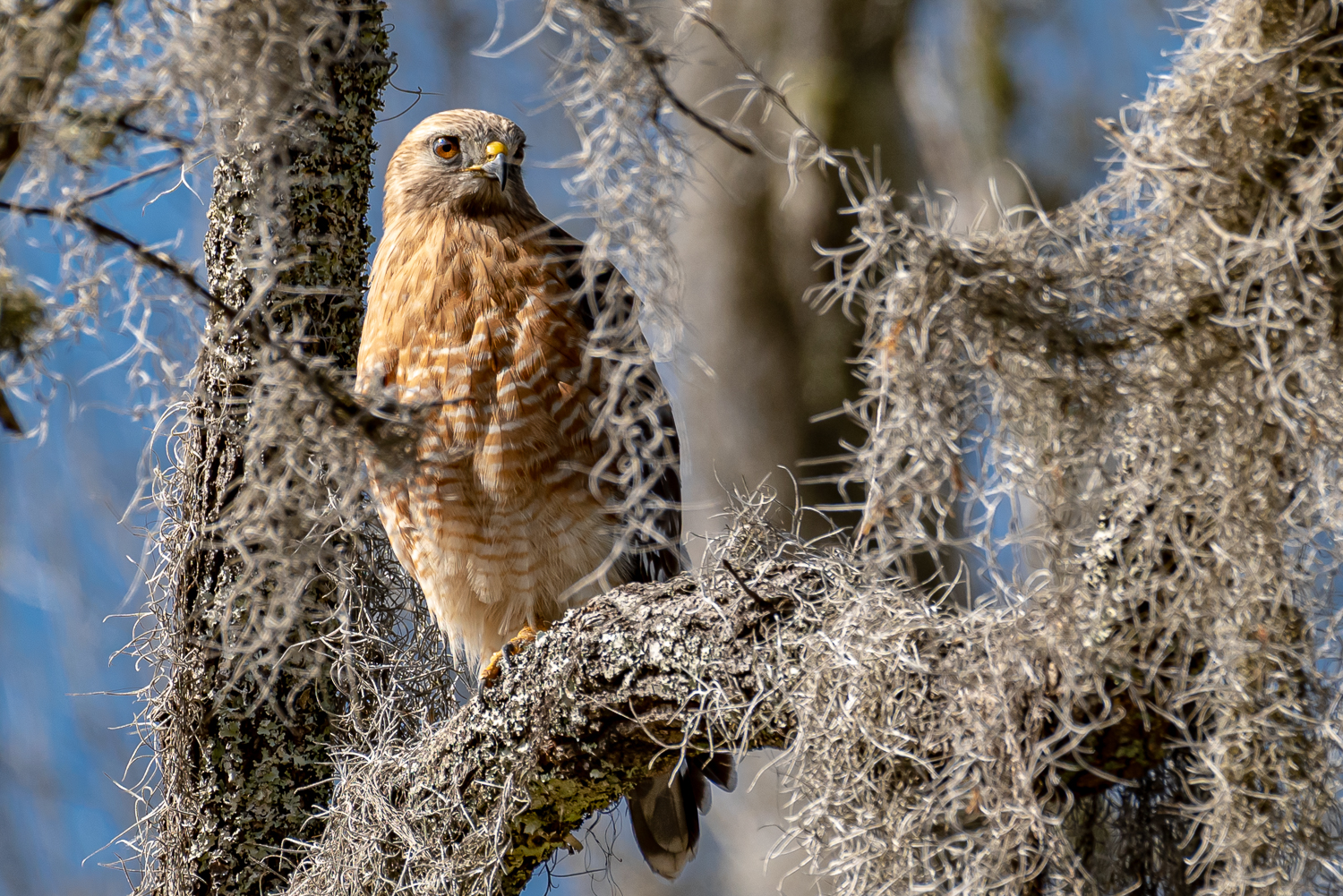 _DAB4968-5.jpg _DAB4968-5.jpg