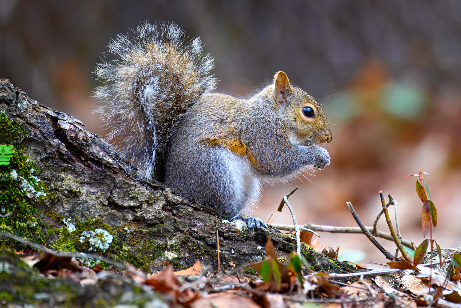_DAB6455-topaz-denoiseraw-sharpen-2.jpg