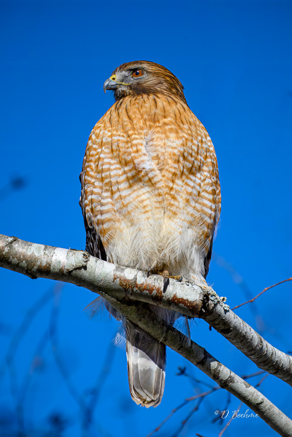 _DAB6725-topaz-denoiseraw-sharpen.jpg