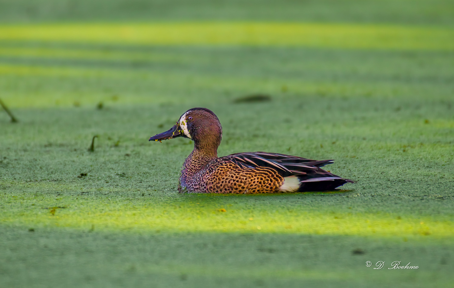 _DAB7044-gigapixel-low_res-scale-2_00x-cropped-3.jpg