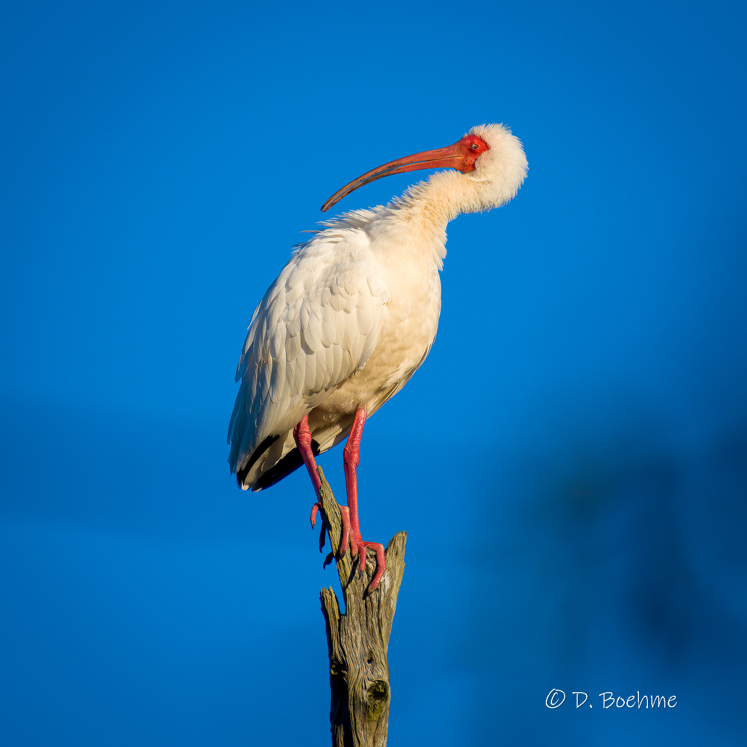 _DAB7173-gigapixel-low_res-scale-3_00x-cropped.jpg