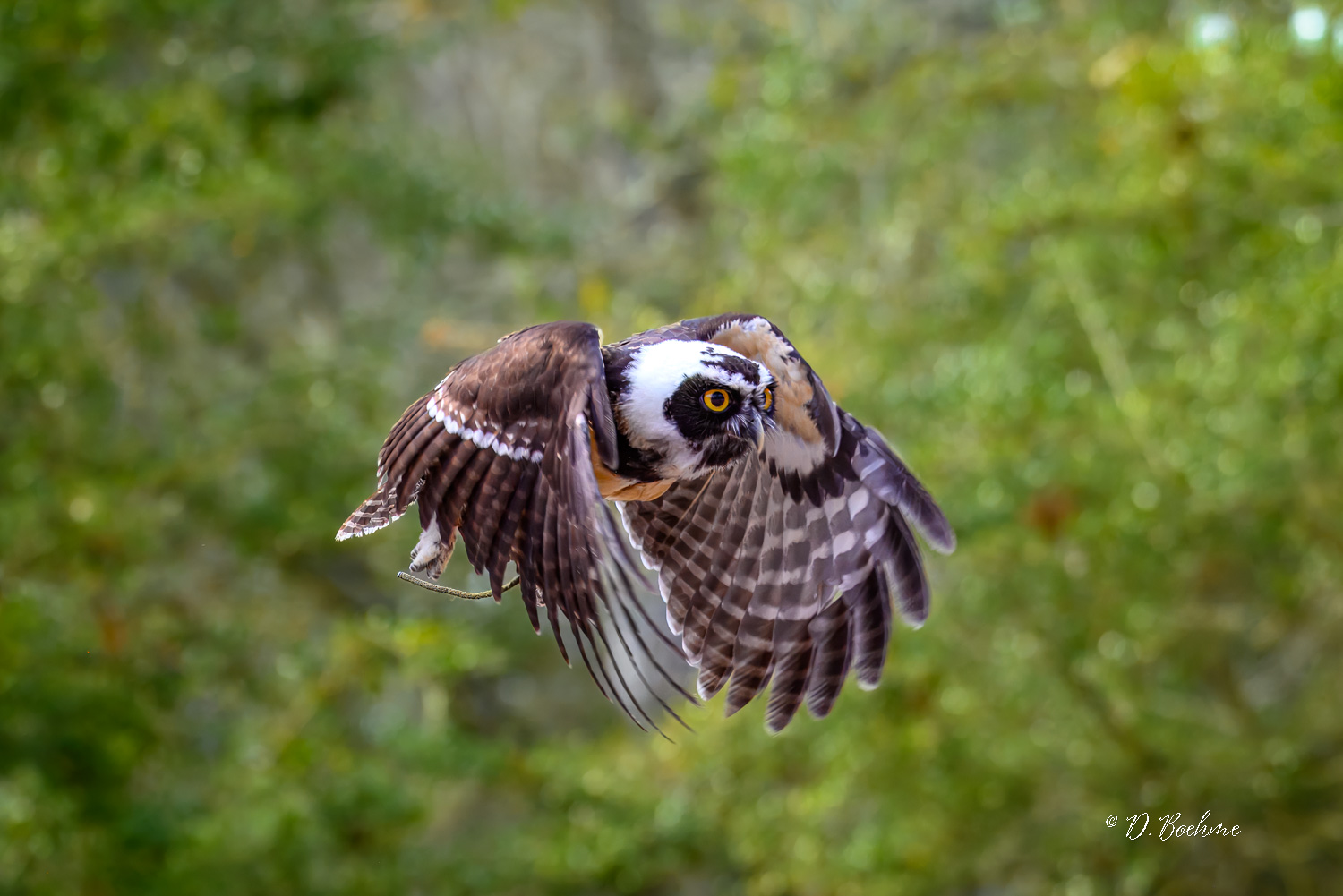 _DAB8290-topaz-denoiseraw-sharpen.jpg