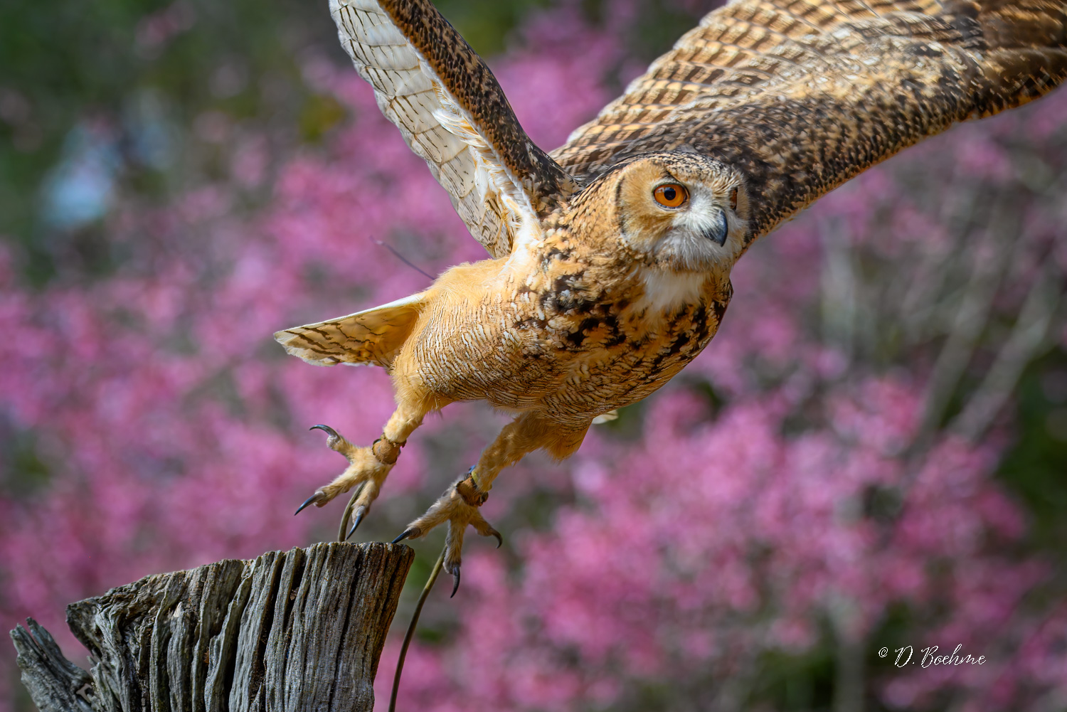 _DAB8396-topaz-denoiseraw-sharpen.jpg