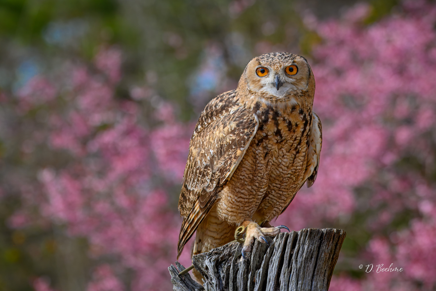 _DAB8413-topaz-denoiseraw-sharpen.jpg