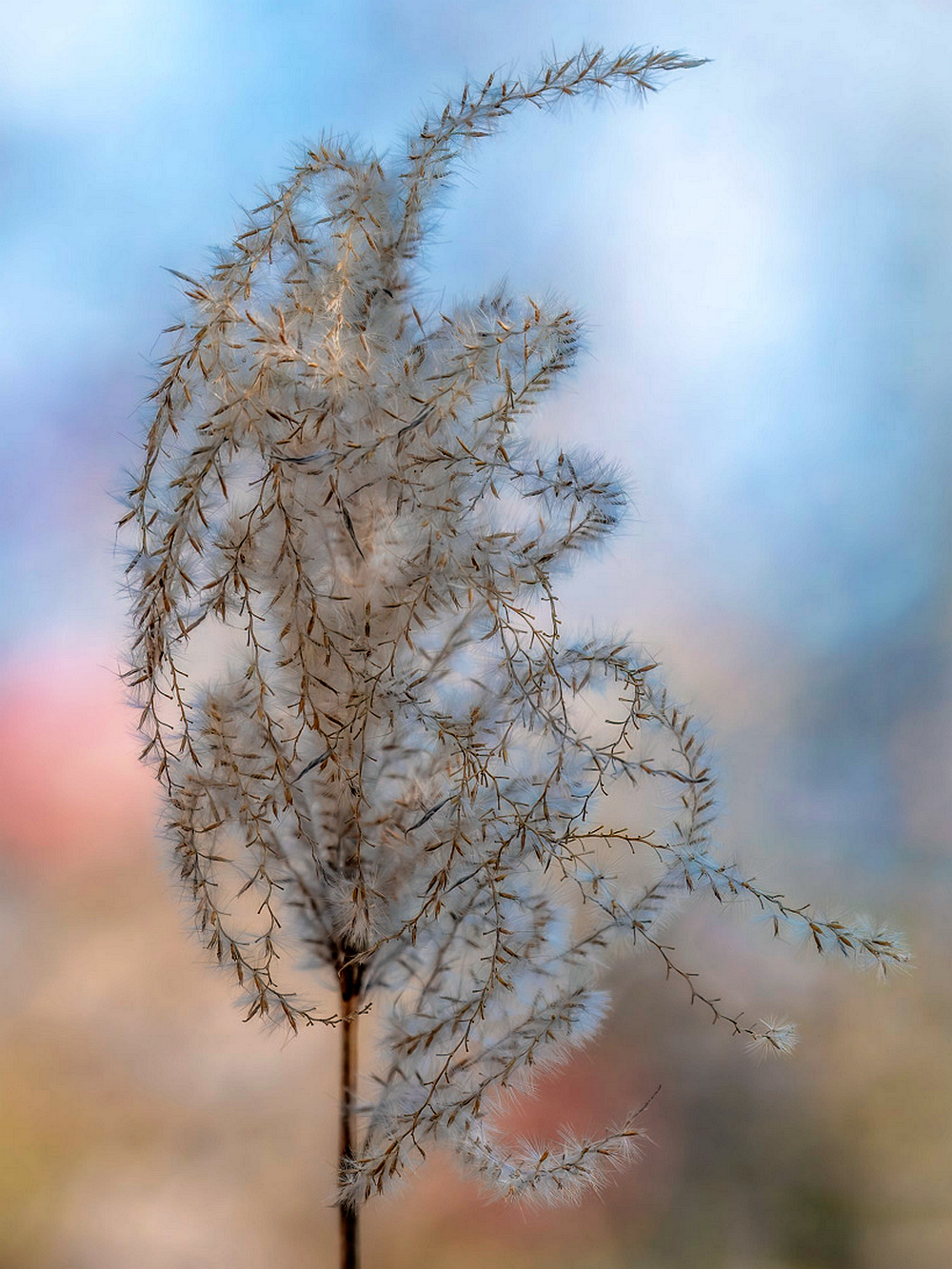 _DAB8483-topaz-denoiseraw-sharpen-5.jpg