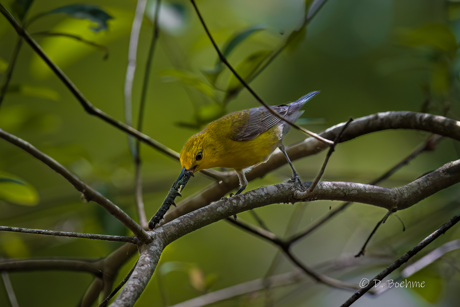 _DAB8608-DeNoiseAI-low-light-2.jpg