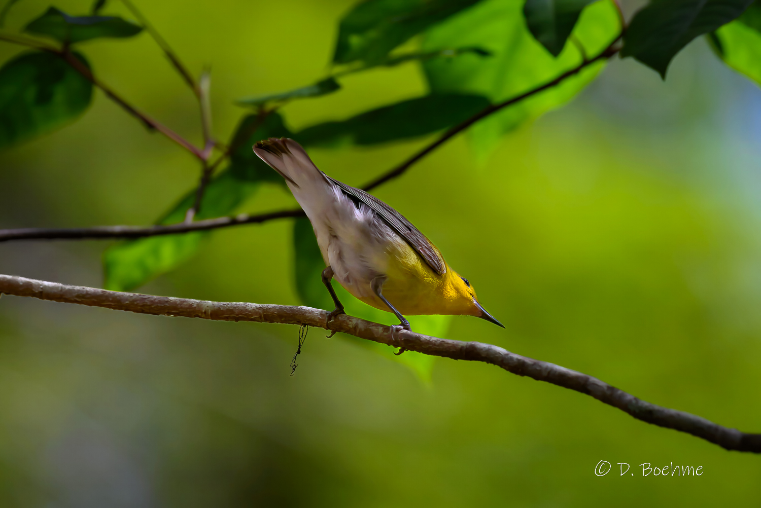 _DAB8632-topaz-enhance-denoiseraw-sharpen.jpg