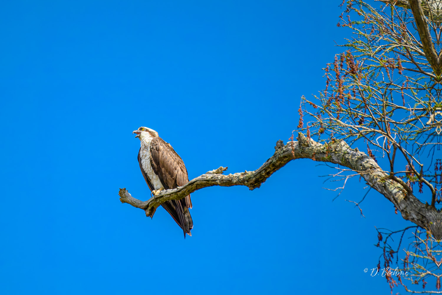 _DAB8724-topaz-denoiseraw-sharpen.jpg