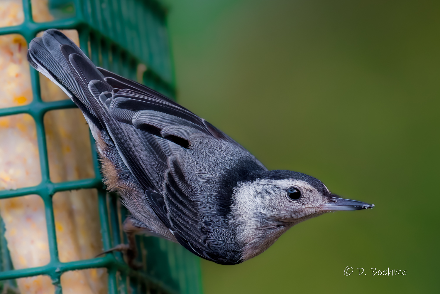 _DAB8937-DeNoiseAI-low-light.jpg