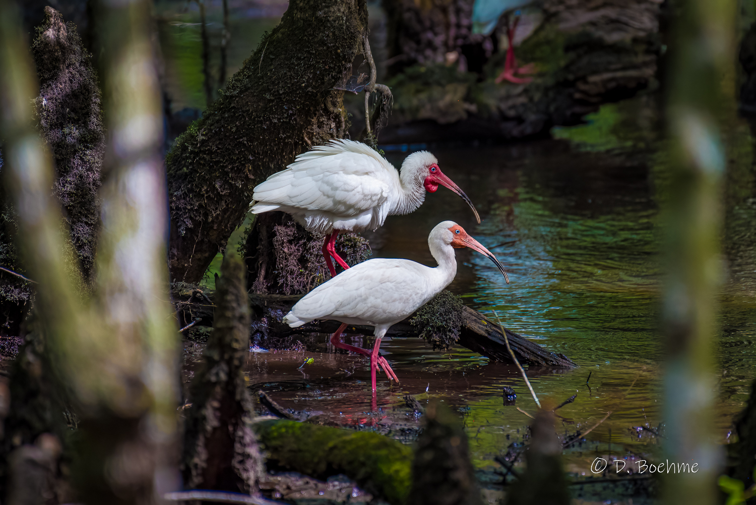 _DAB9099-DeNoiseAI-low-light-2.jpg