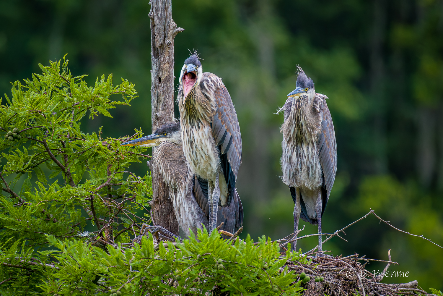 _DAB9332-DeNoiseAI-low-light.jpg
