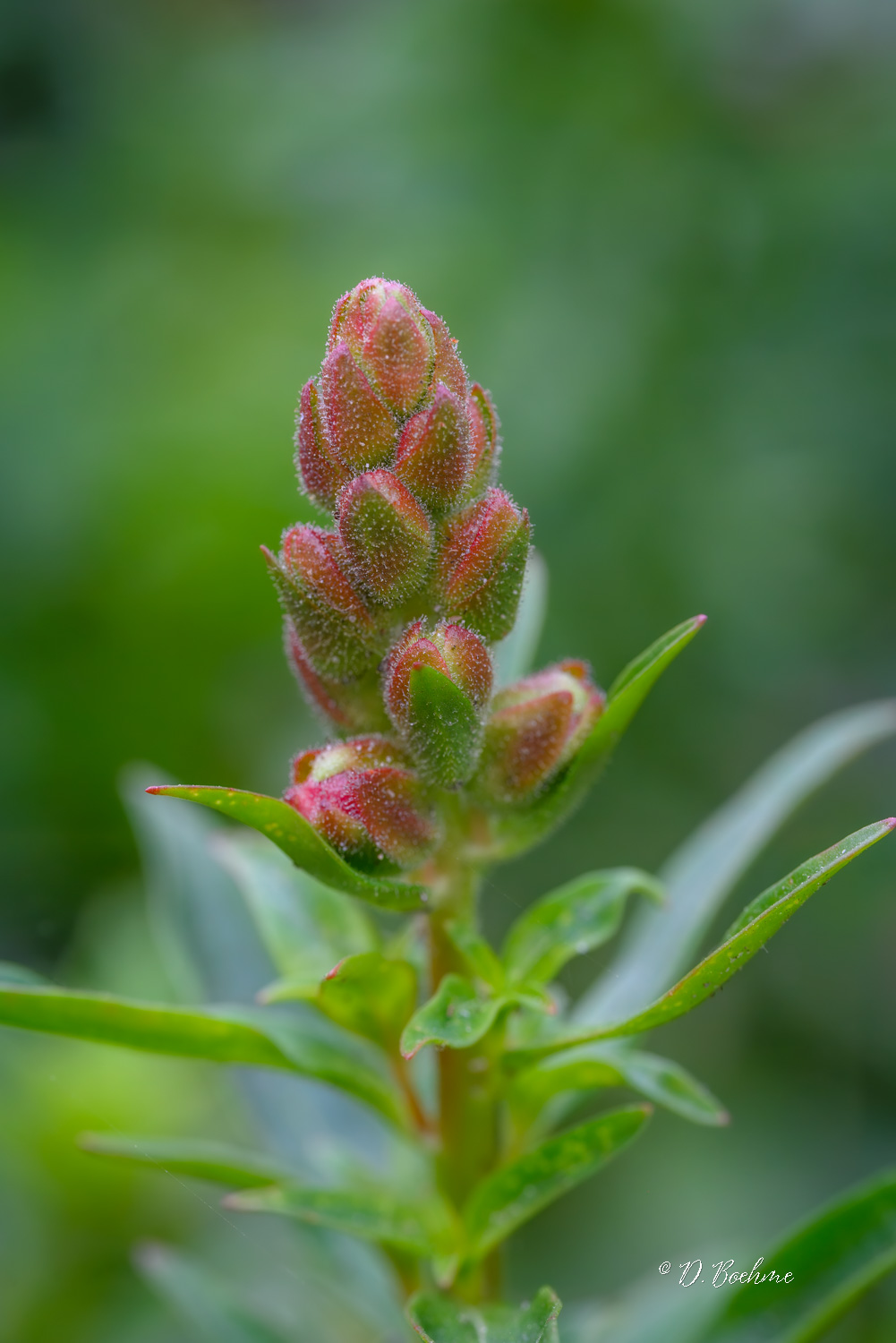 _dab9355-topaz-denoiseraw-sharpen-jpg.403414