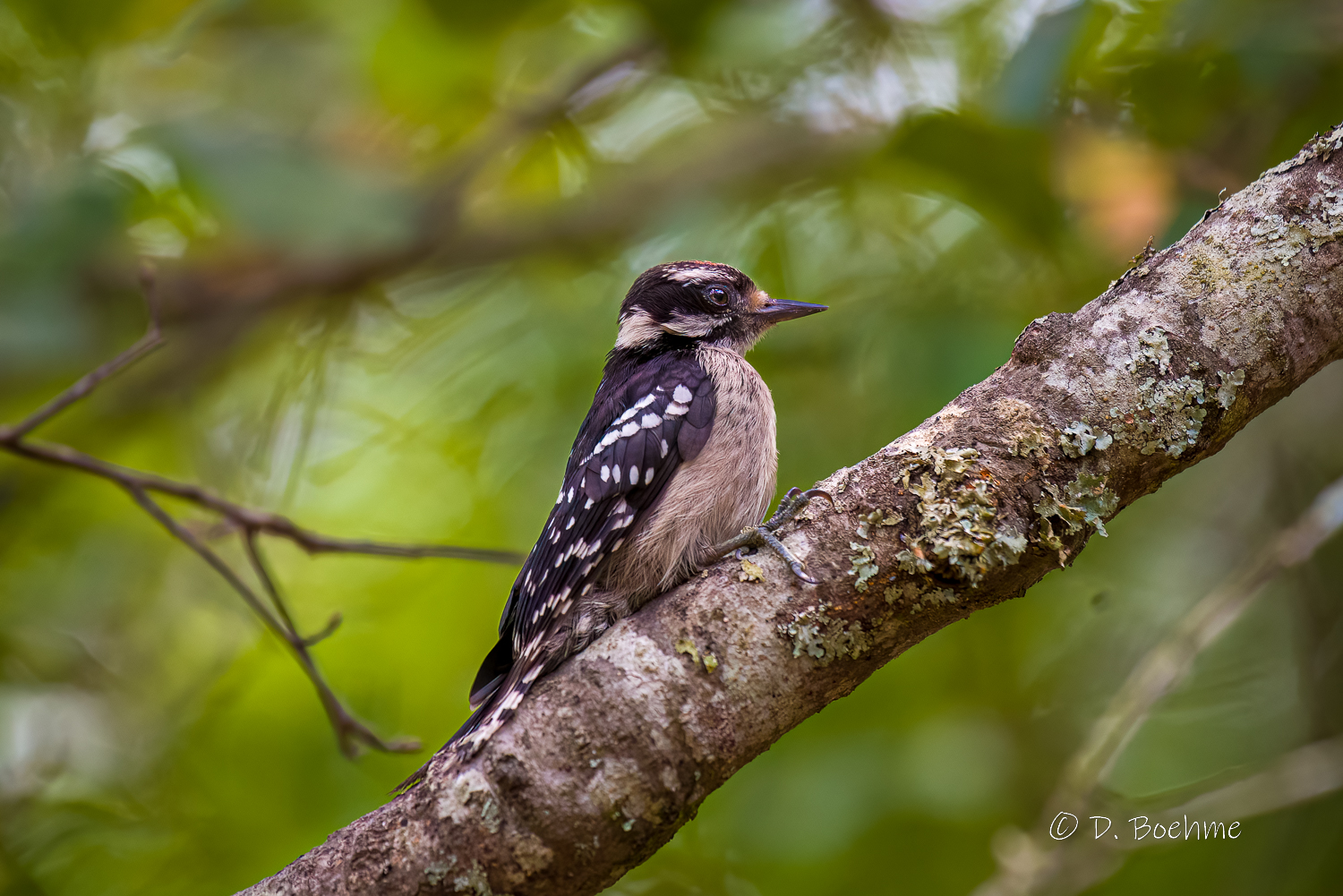 _DAB9805-DeNoiseAI-low-light.jpg