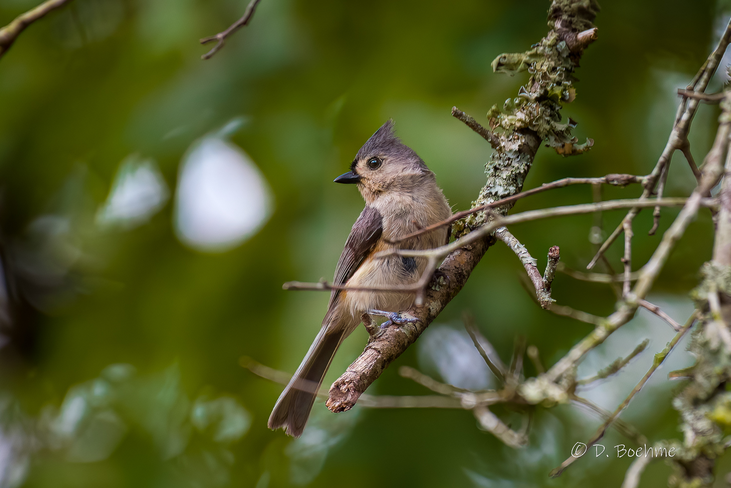 _DAB9810-DeNoiseAI-low-light.jpg