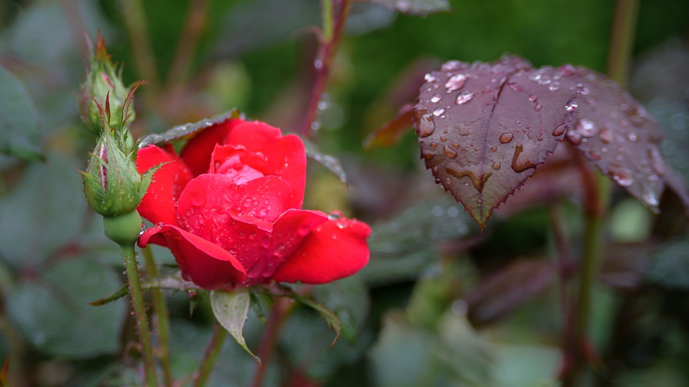 _DSC0060-Edit.jpg