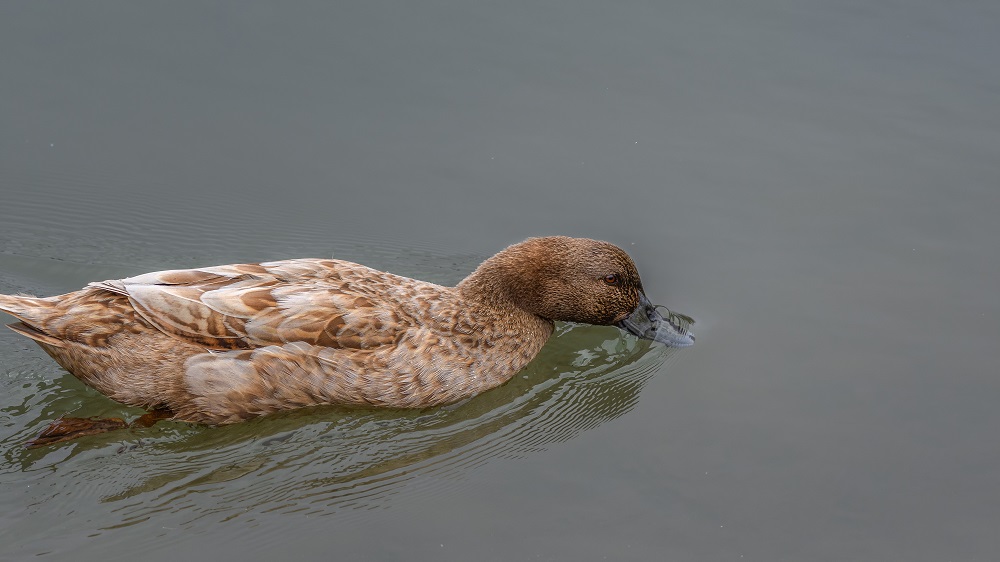 _DSC0108-Edit.jpg