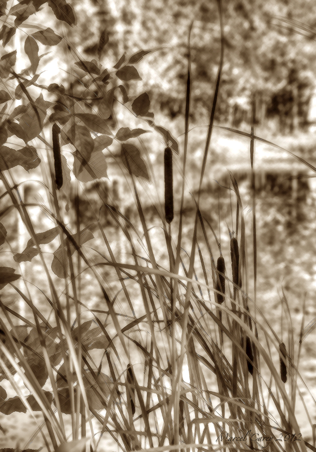 _DSC0184_5_6_tonemapped.jpg
