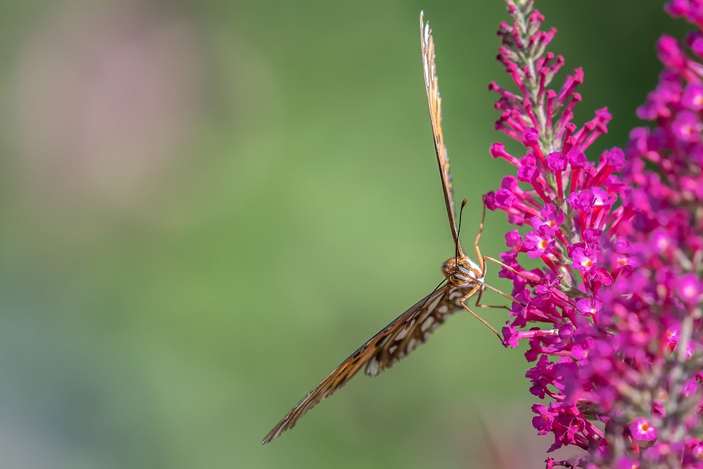 _DSC0220-Edit.jpg