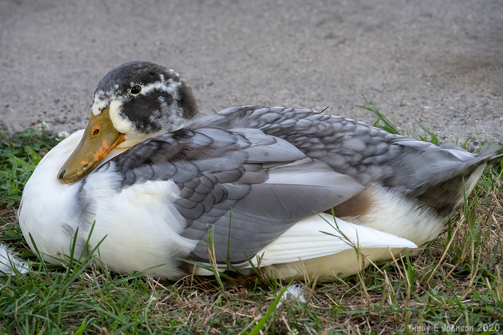 _DSC0227 low res.jpg