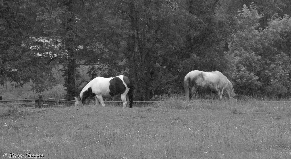 _DSC0236.jpg