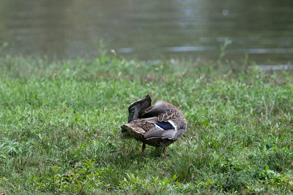 _DSC0349 low res.jpg _DSC0349 low res.jpg