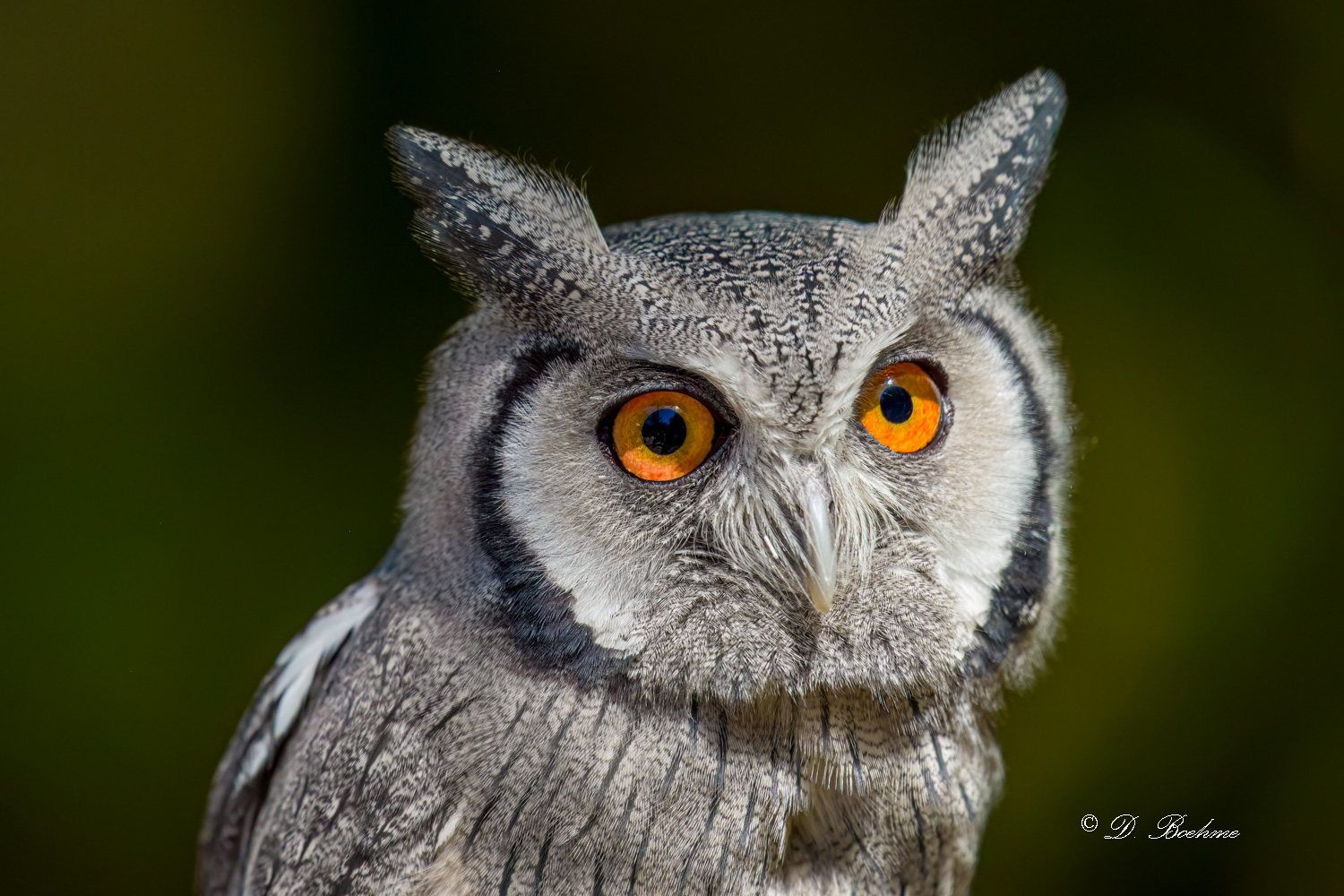 _DSC0437-DeNoiseAI-low-light.jpg
