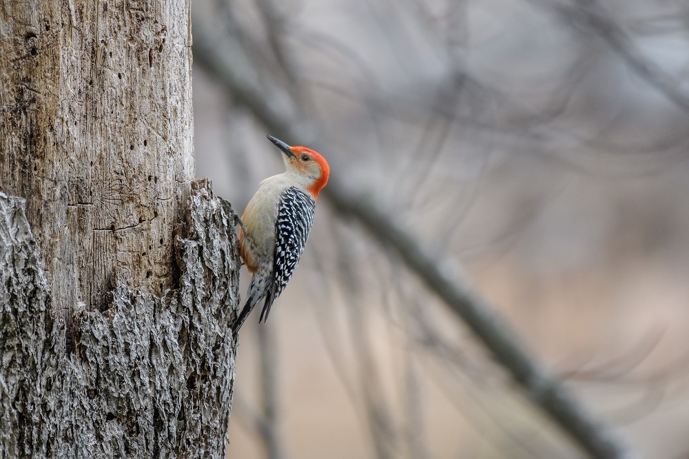 _DSC0460-Edit.jpg