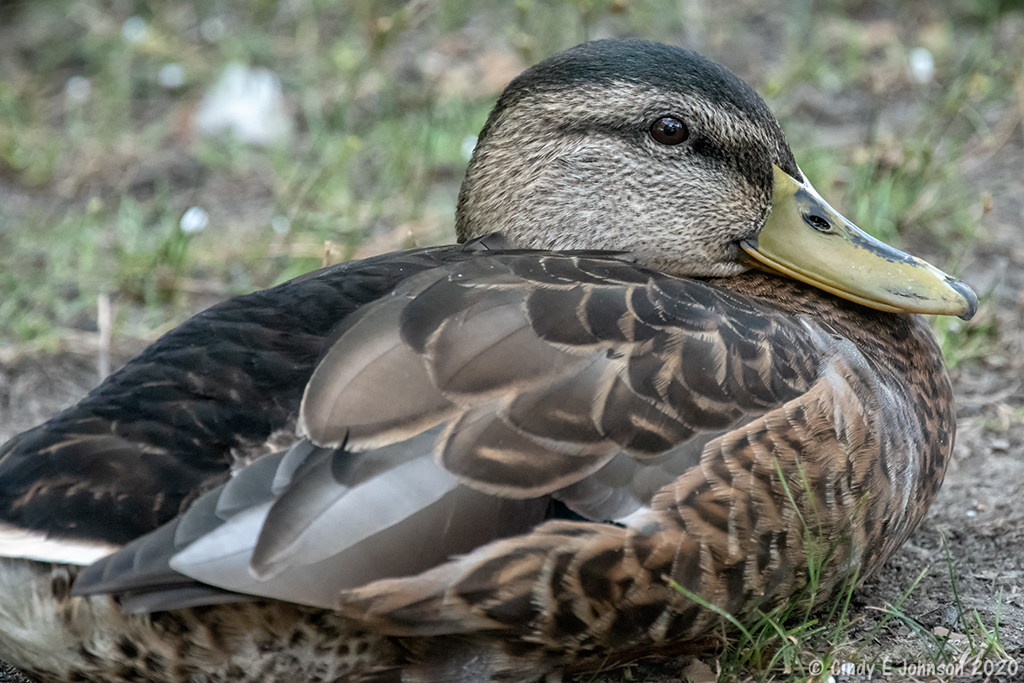 _DSC0508 low res.jpg