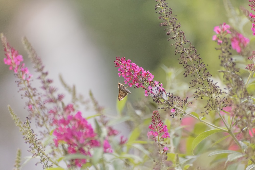 _DSC0543-Edit-2.jpg