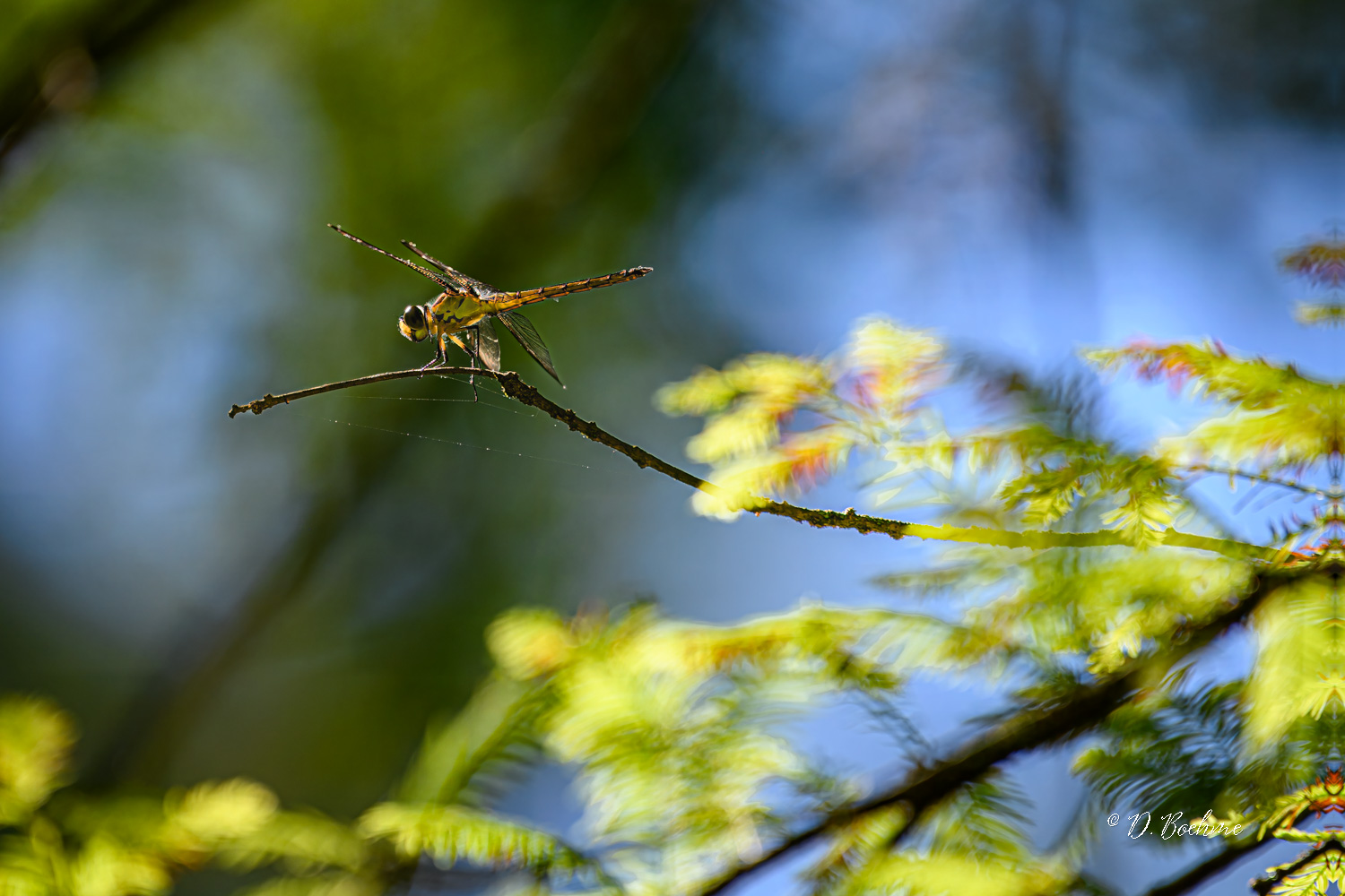 _DSC0710-topaz-denoiseraw-sharpen.jpg