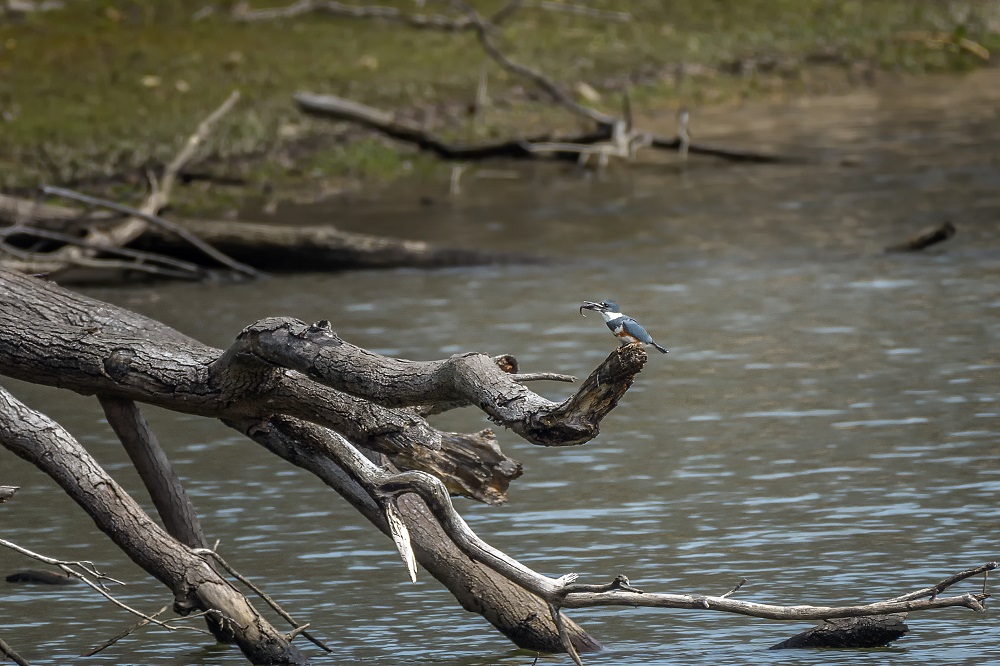 _DSC0740-Edit.jpg