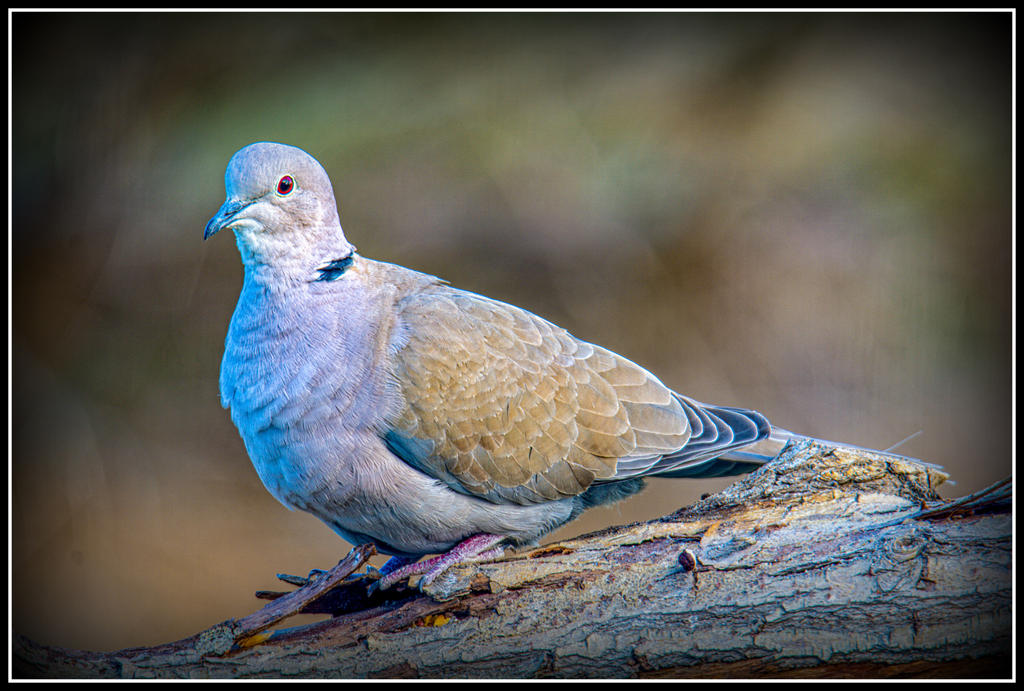 _DSC0789-Enhanced-Edit.jpg