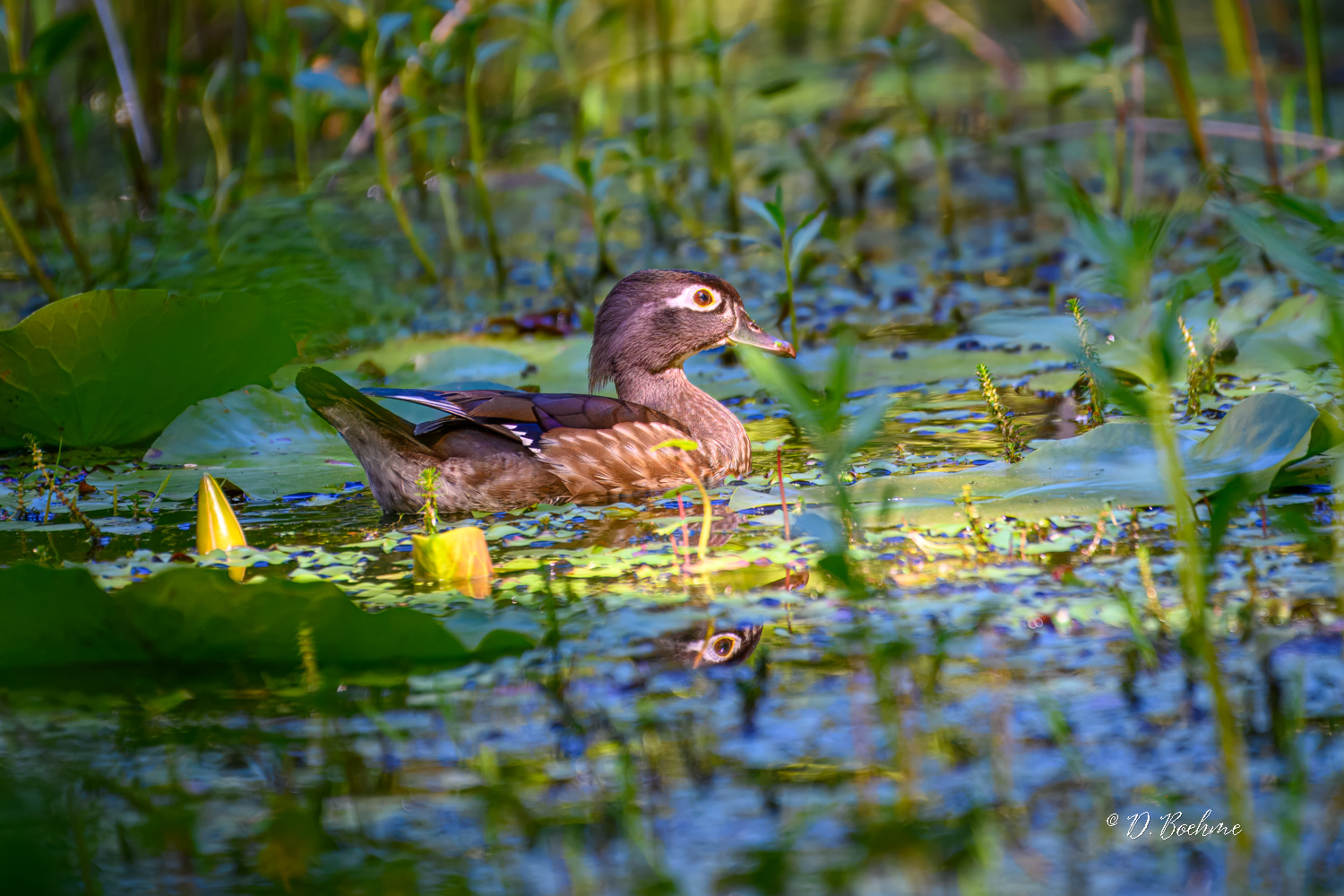 _DSC0791-topaz-denoiseraw-sharpen-2.jpg