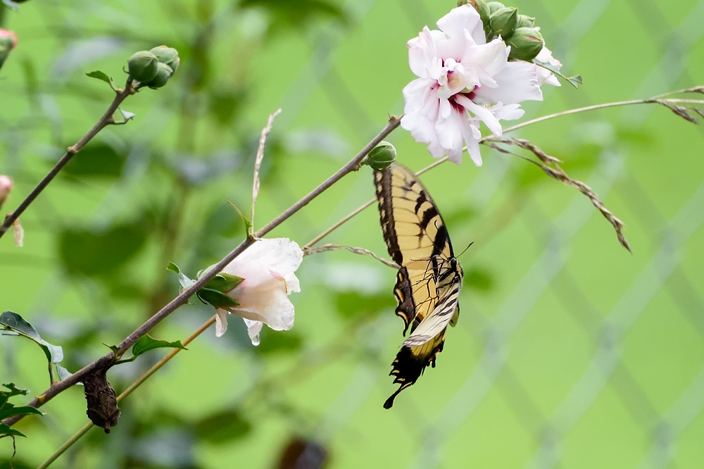 _DSC0829-Edit.jpg