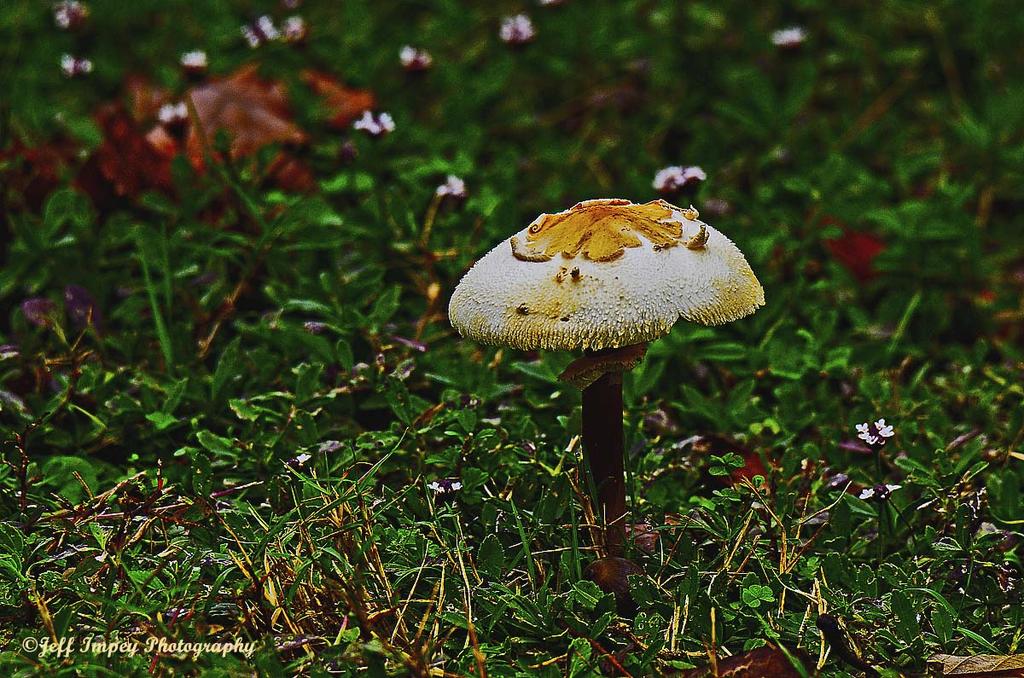 _DSC0852.jpg