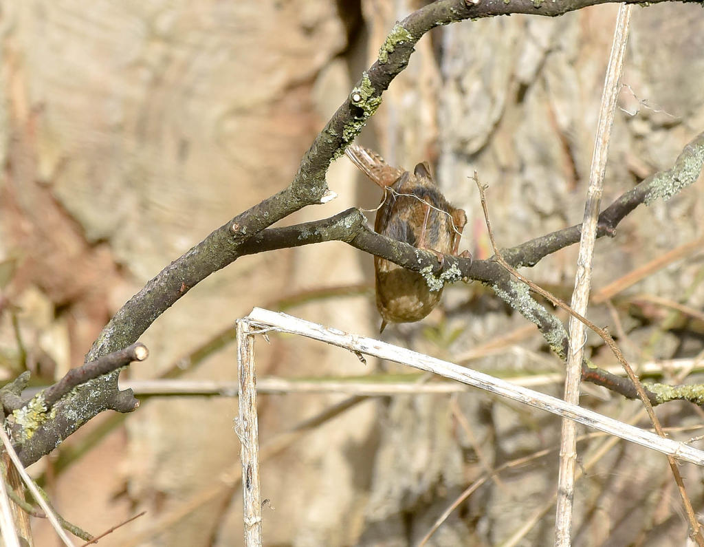 _DSC0904.jpg
