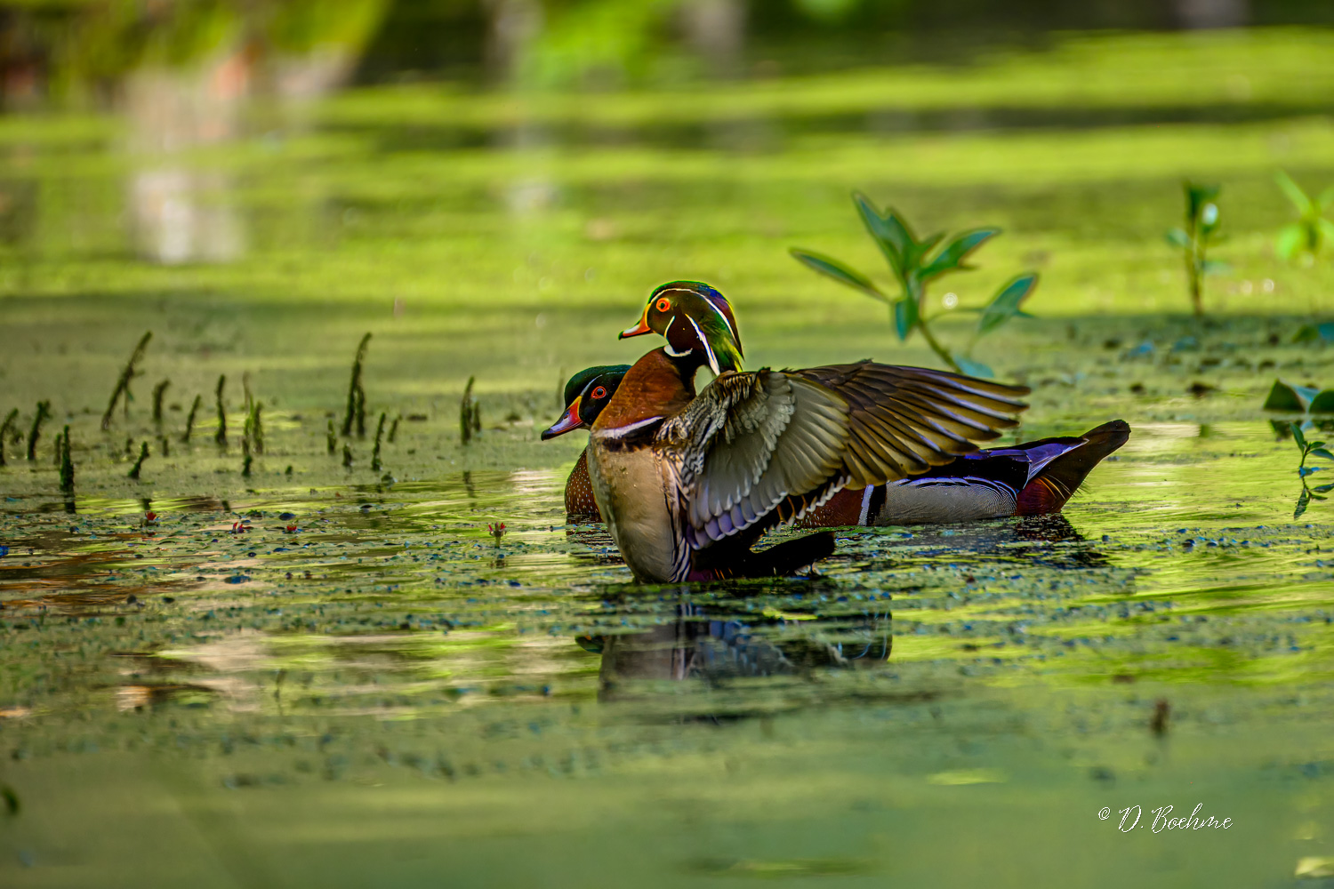 _DSC0915-topaz-denoiseraw-sharpen-2.jpg