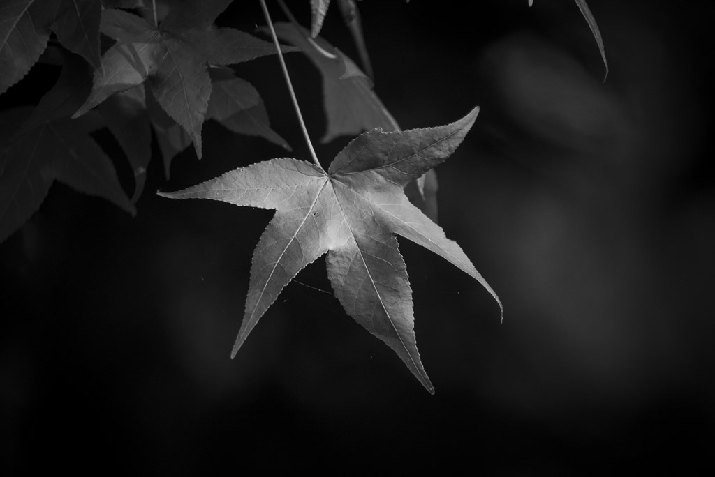 _DSC0927.JPG