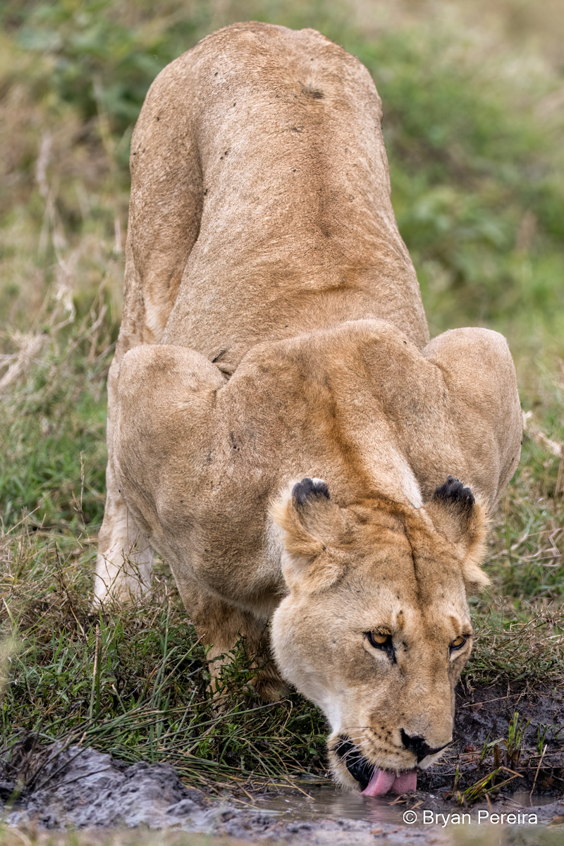 _DSC1007_bp.JPG